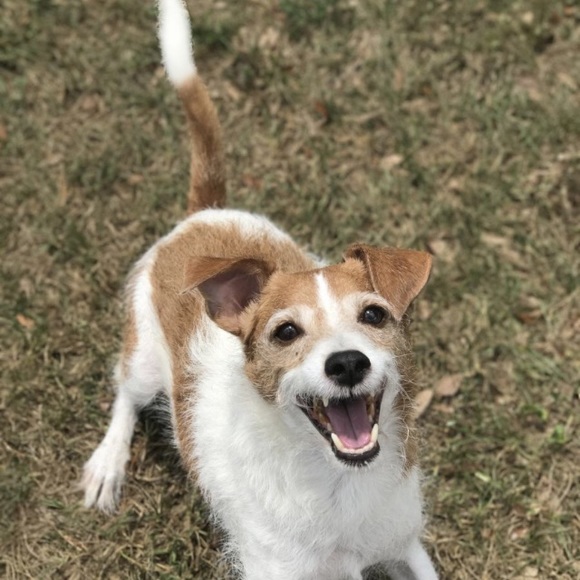 Meet your Posher, Fawn - Picture 6 of 7